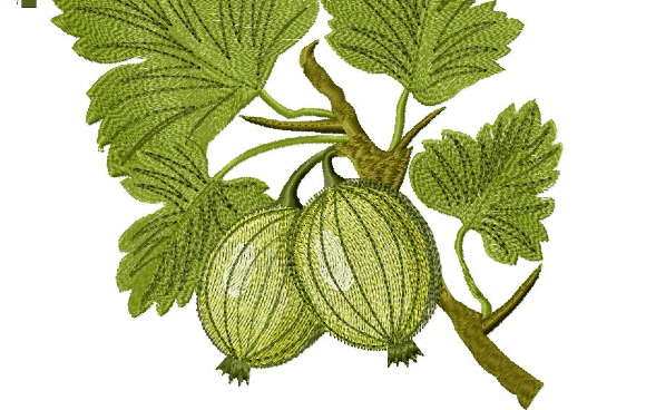 Gooseberry Embroidery Design Review